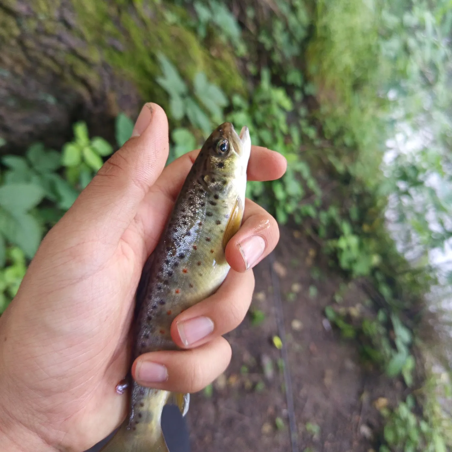 The most recent Sevan trout catches on Fishbrain