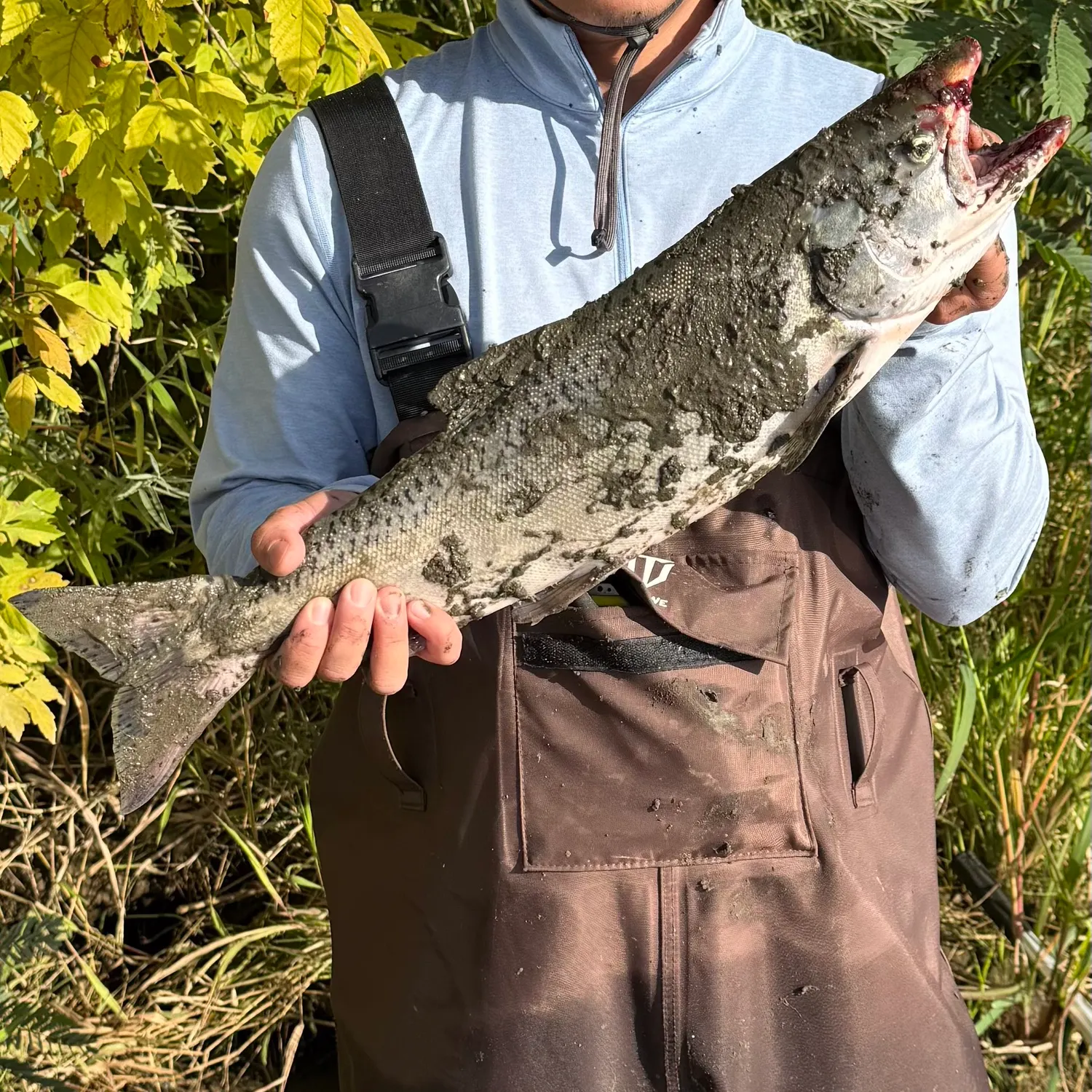 Chinook salmon caught on Fishbrain