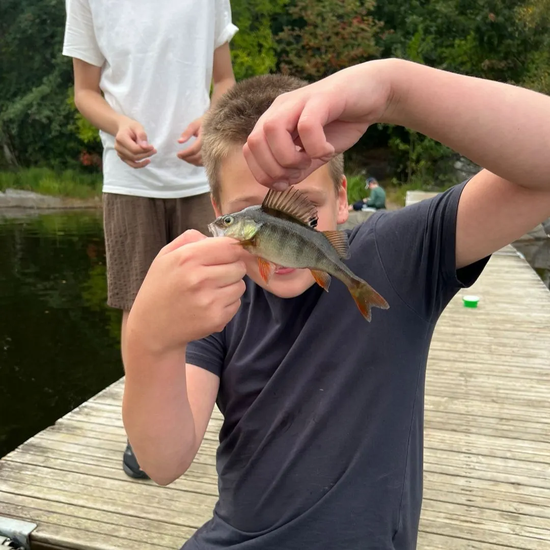 European perch caught on Fishbrain