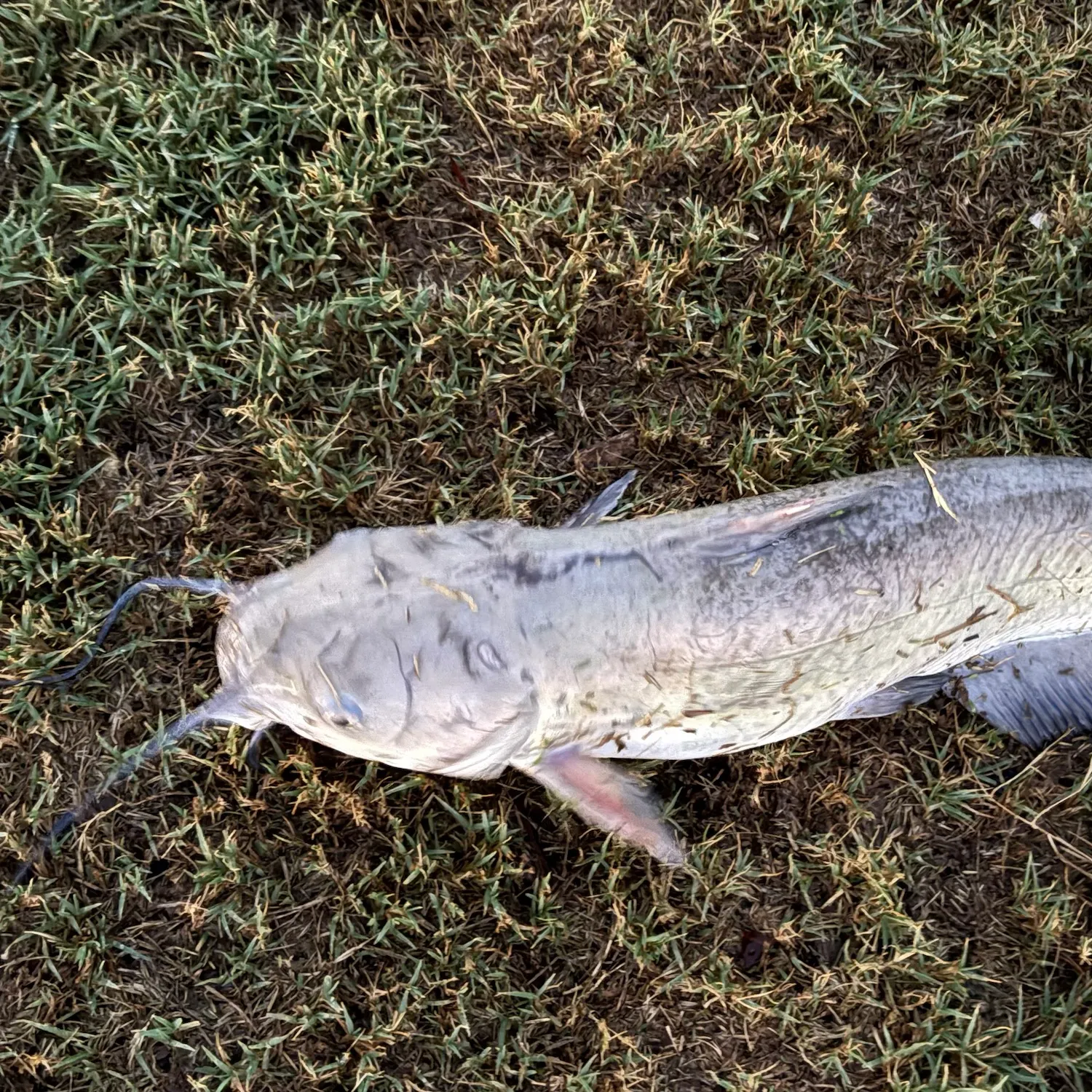 Channel catfish caught on Fishbrain