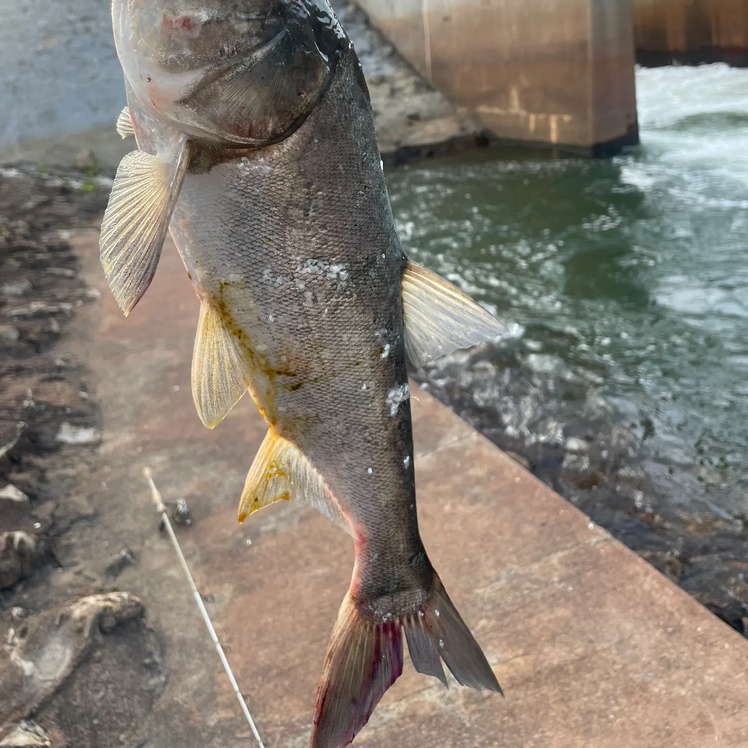 The most recent Silver carp catches on Fishbrain