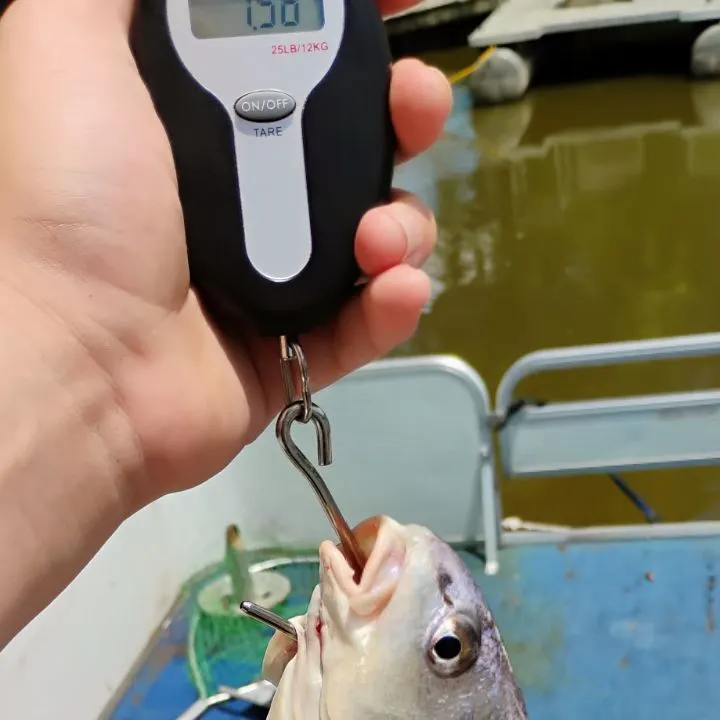 The most recent Sheepshead catches on Fishbrain