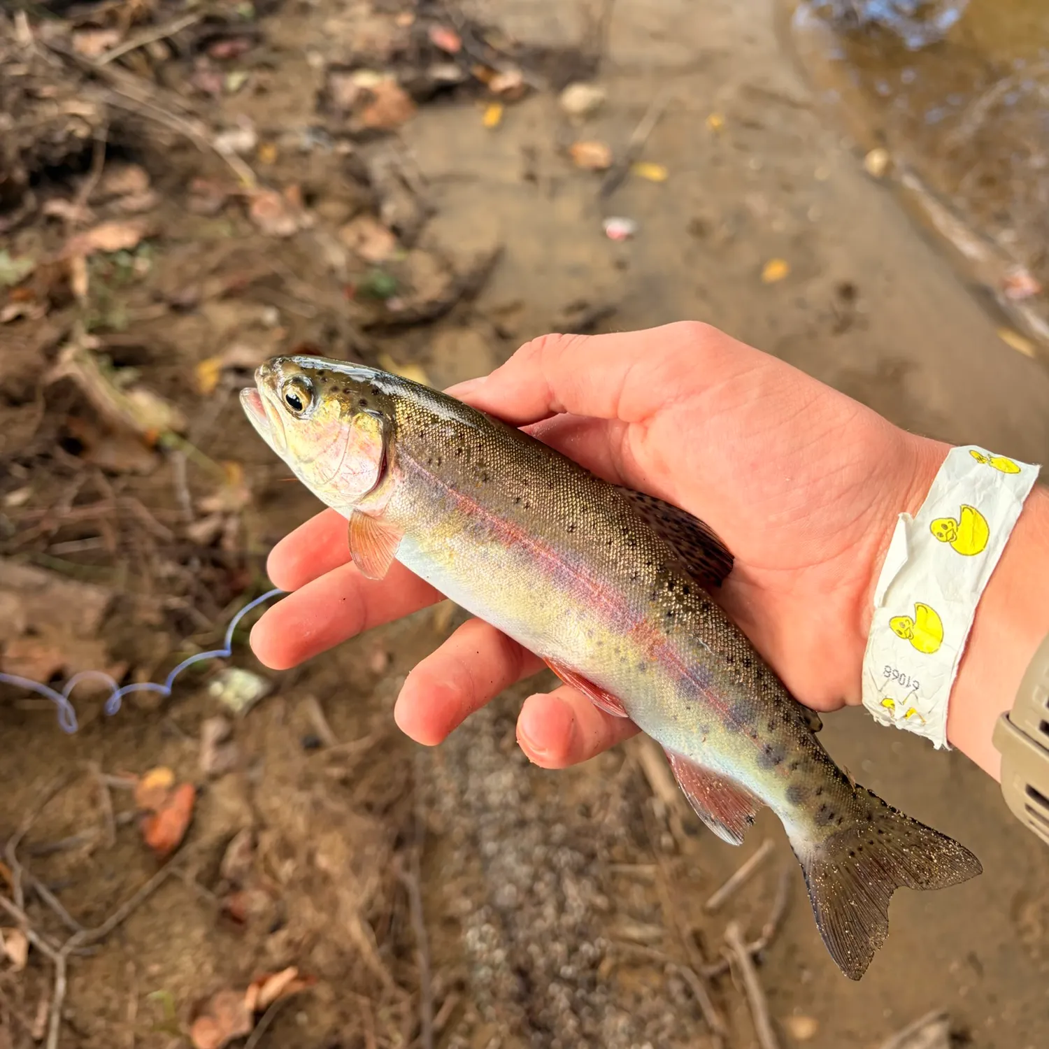 Rainbow trout caught on Fishbrain
