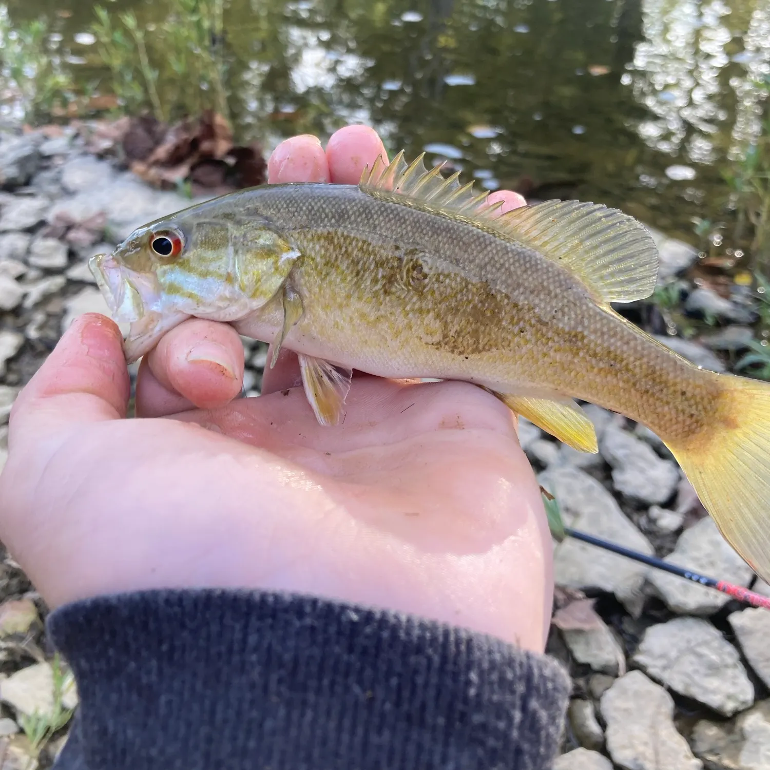 Smallmouth bass caught on Fishbrain