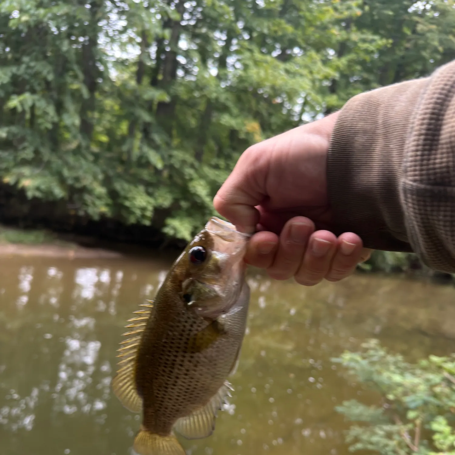 Rock bass caught on Fishbrain
