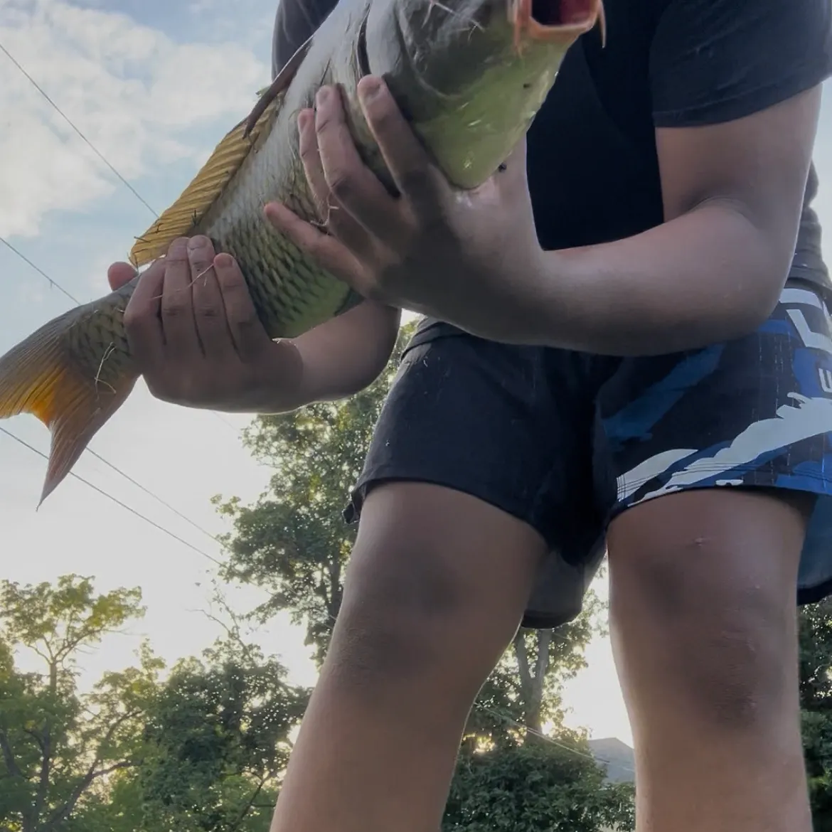 Common carp caught on Fishbrain