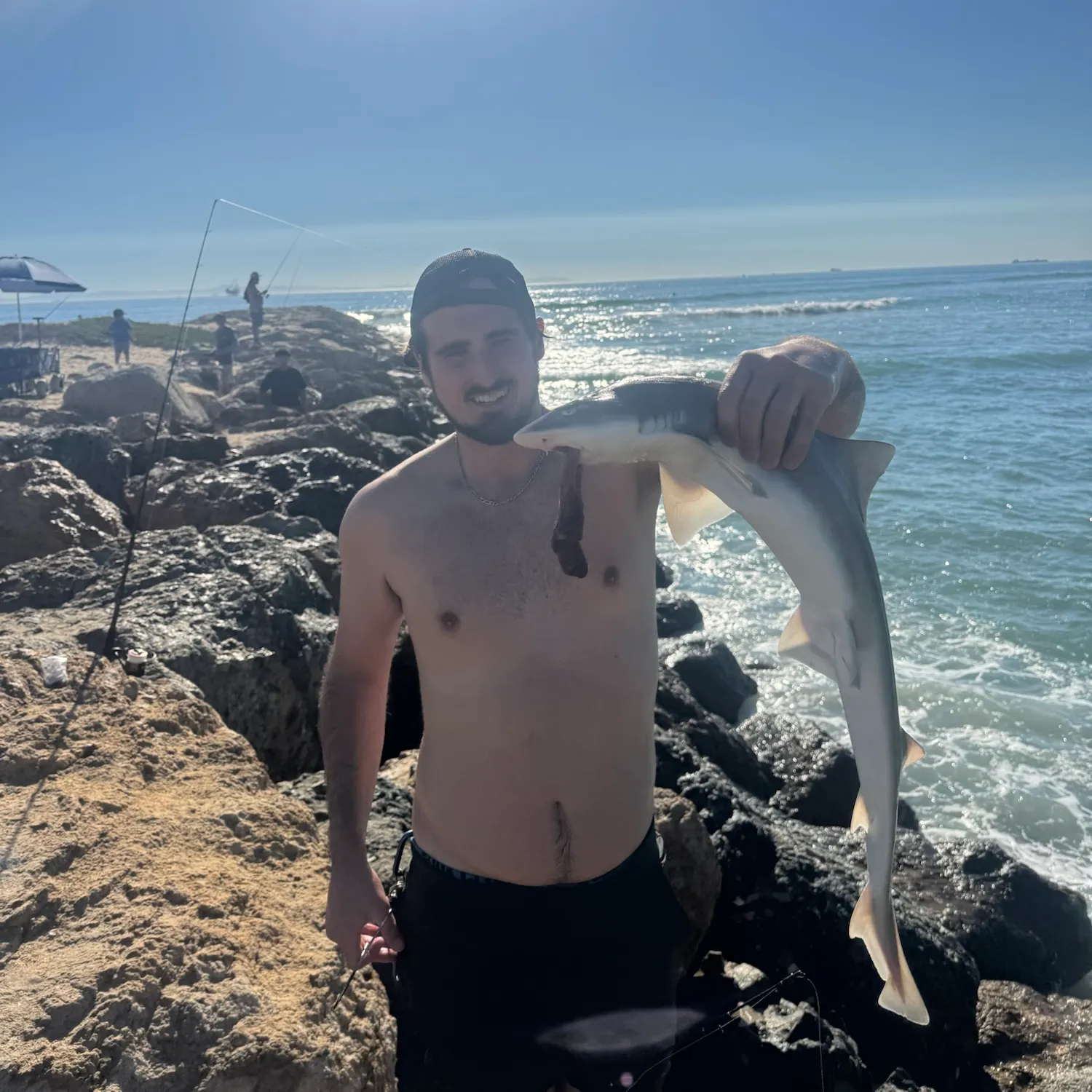 Grey smooth-hound caught on Fishbrain