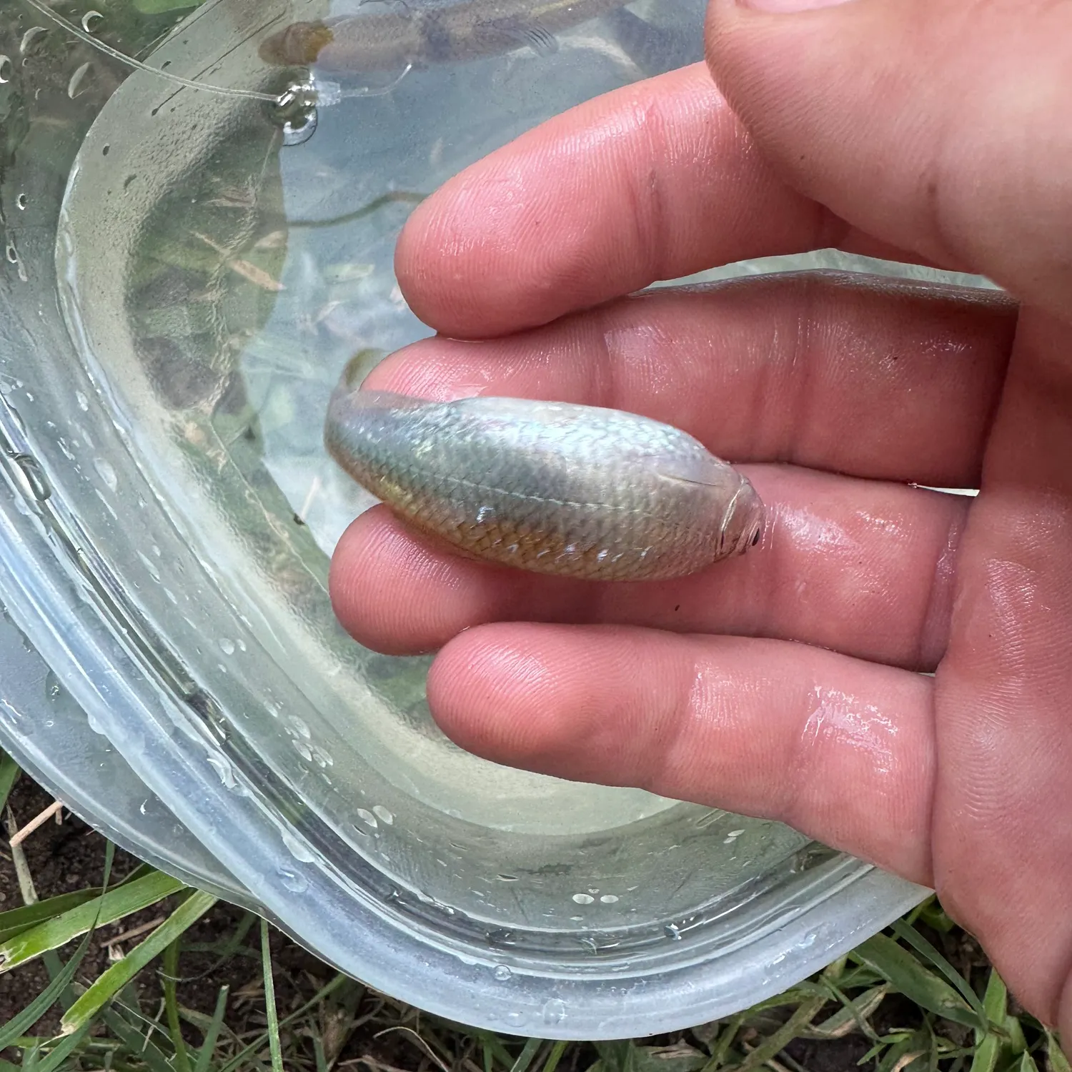 The most recent Spottail shiner catches on Fishbrain