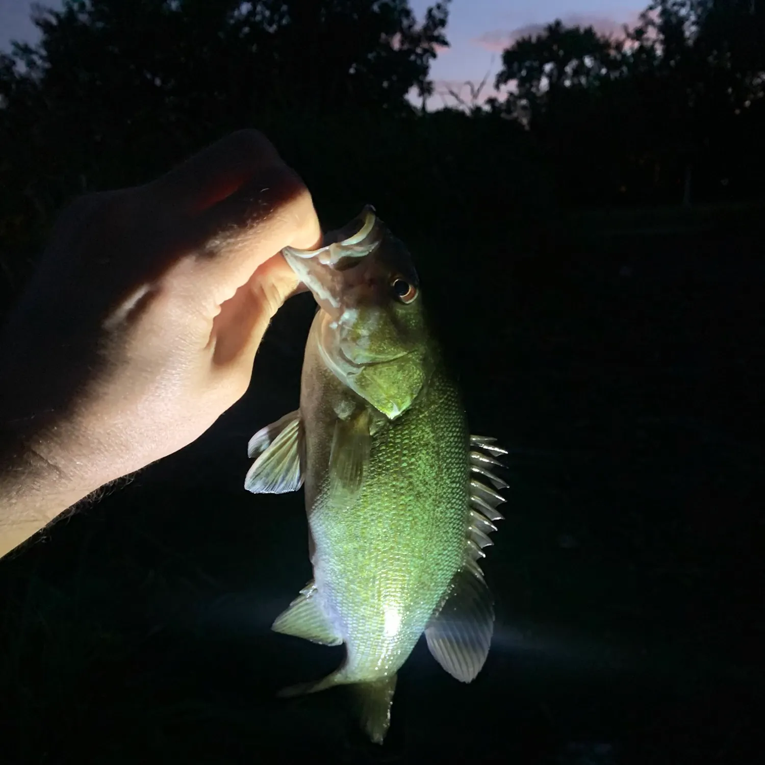 Smallmouth bass caught on Fishbrain