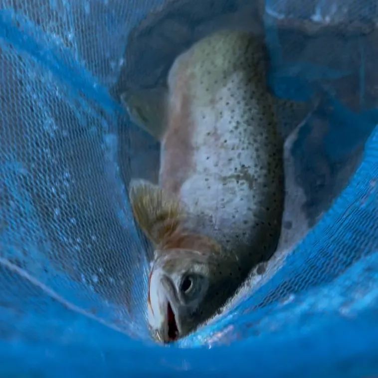 The most recent Cutbow catches on Fishbrain