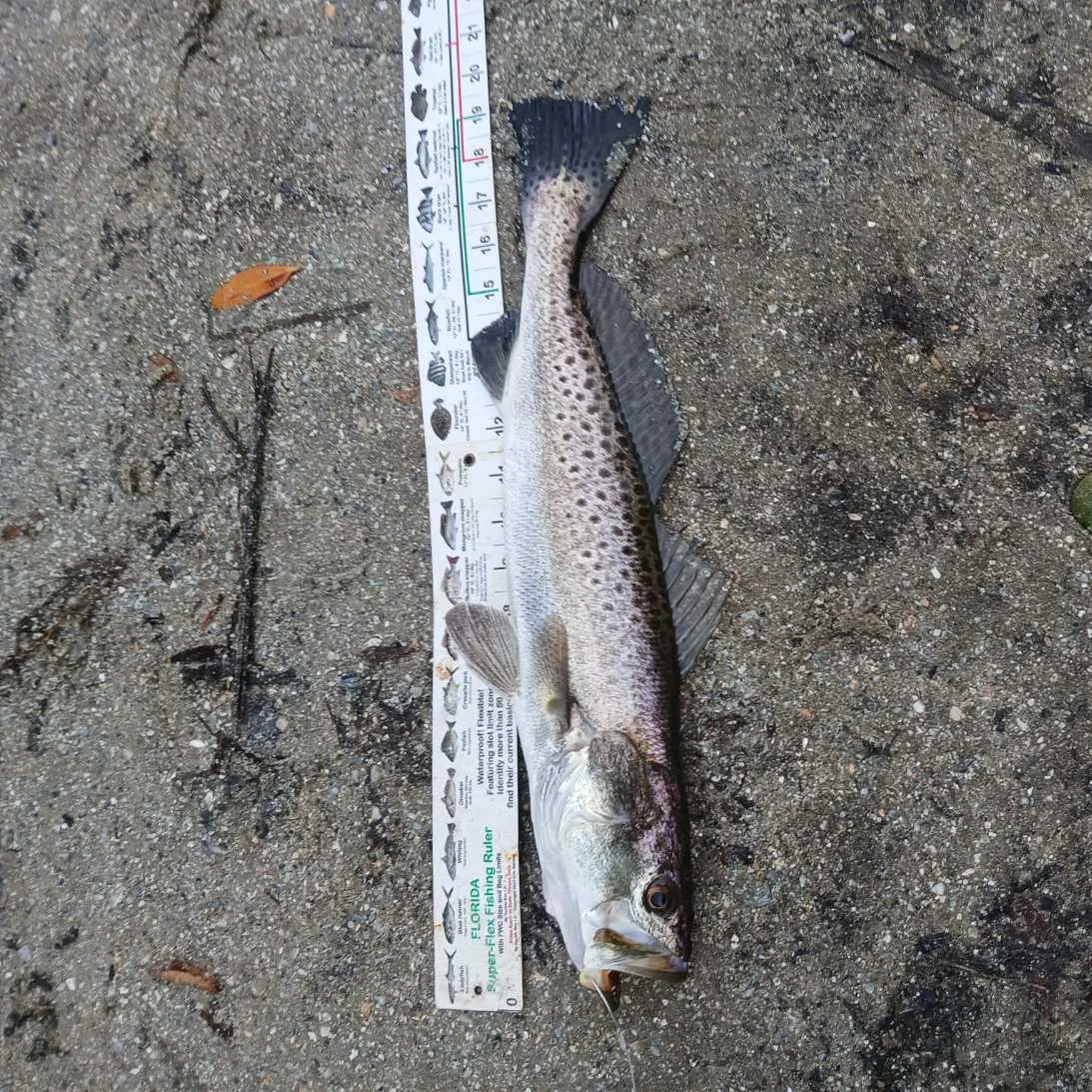Spotted seatrout caught on Fishbrain
