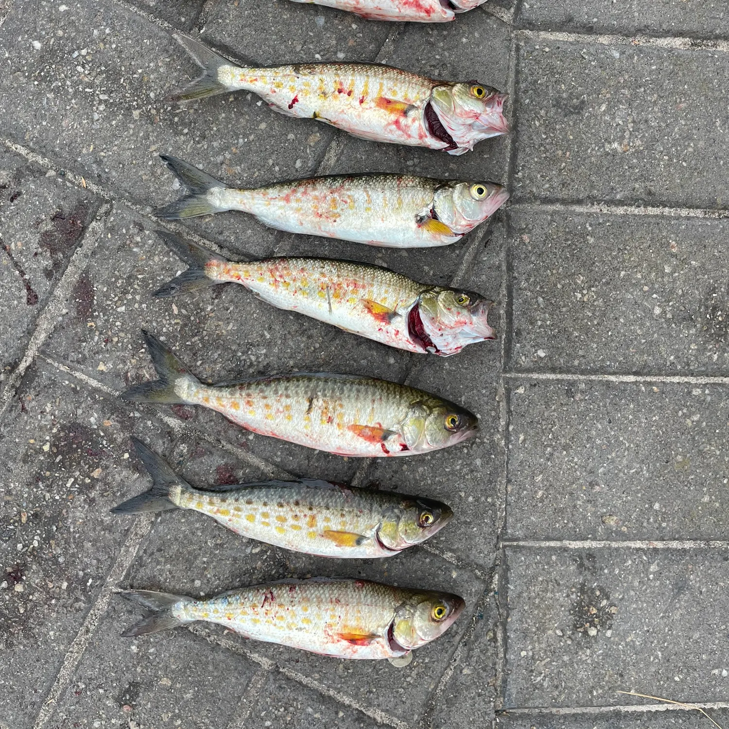 recently logged catches