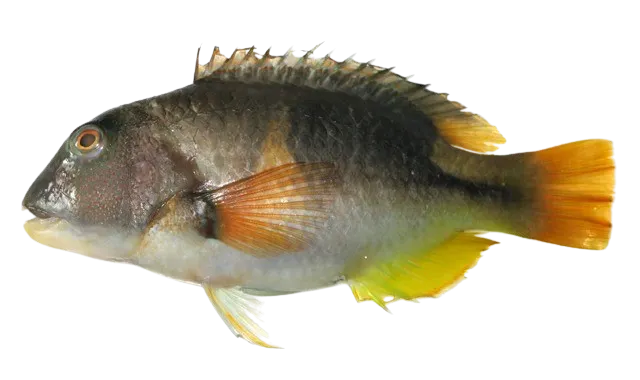 Orange-dotted tuskfish