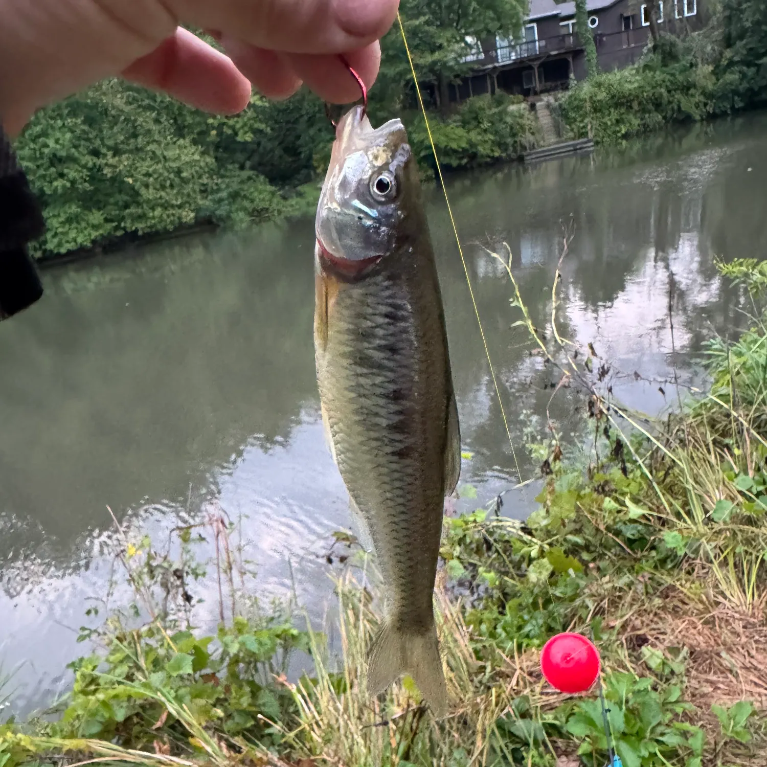 Common shiner caught on Fishbrain