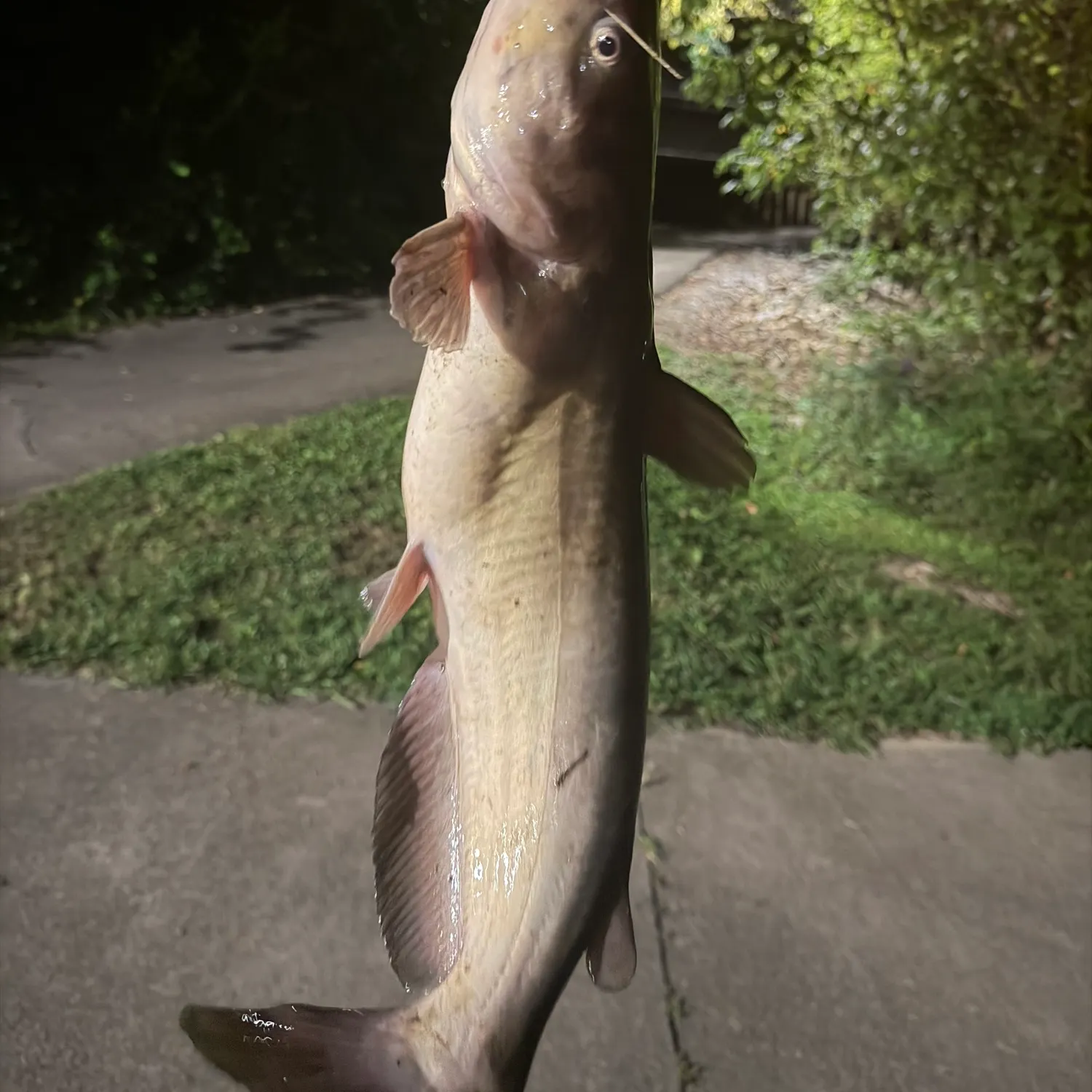 Channel catfish caught on Fishbrain