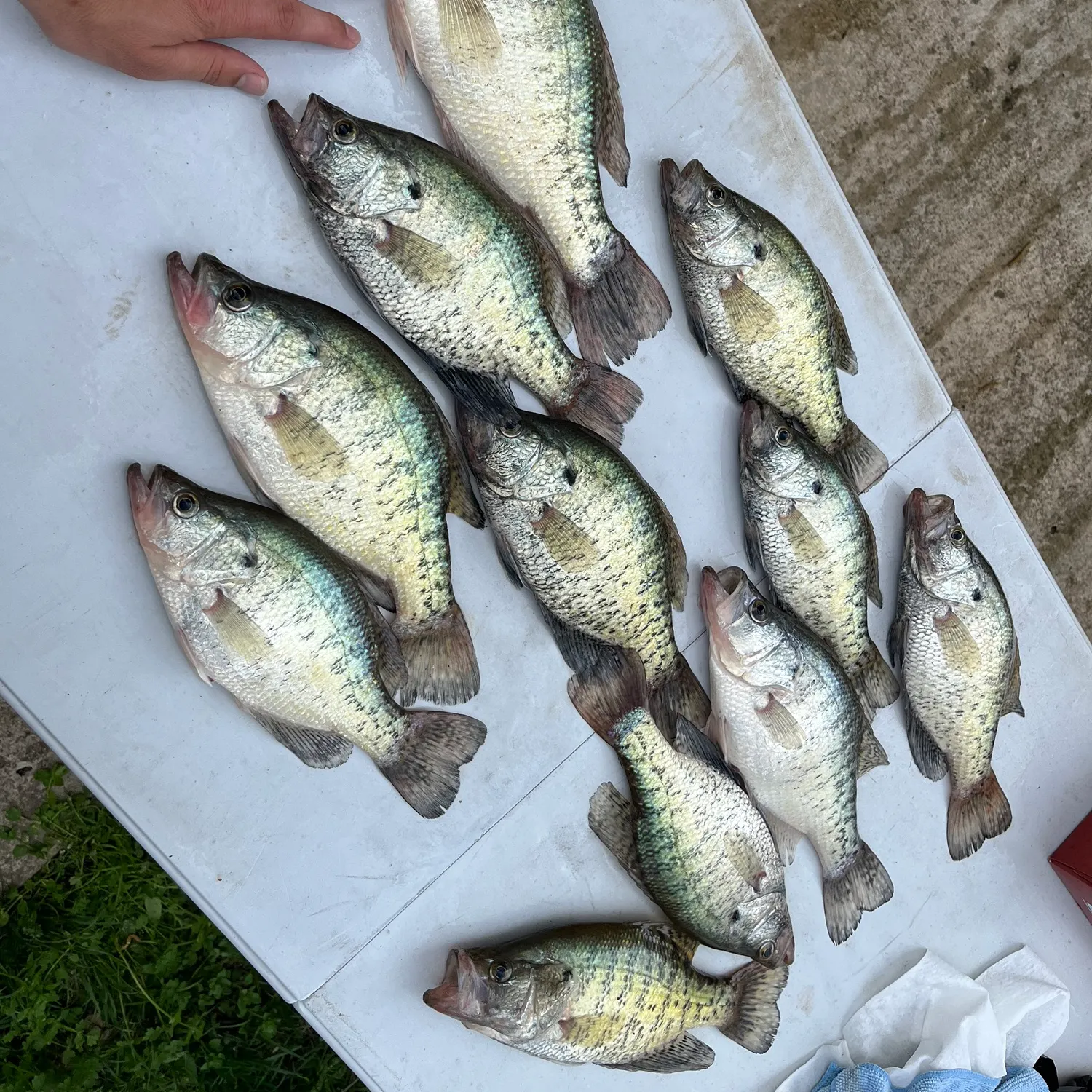angler catch