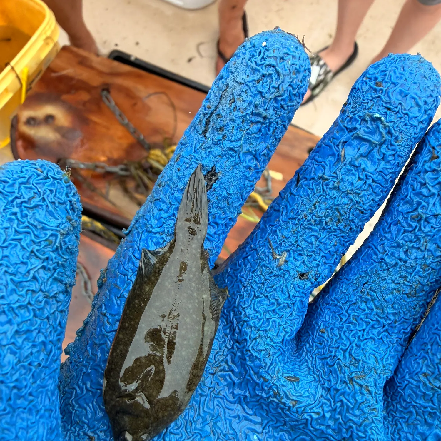 The most recent Winter flounder catches on Fishbrain