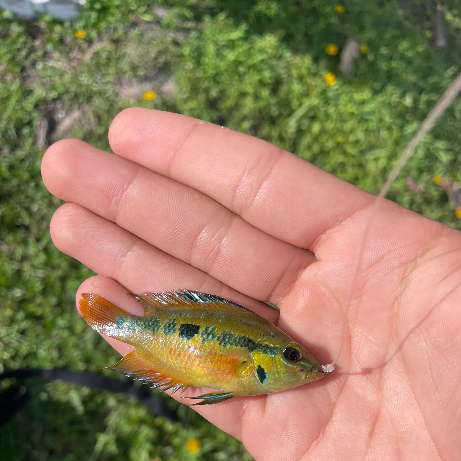 The most recent Yellowbelly cichlid catches on Fishbrain