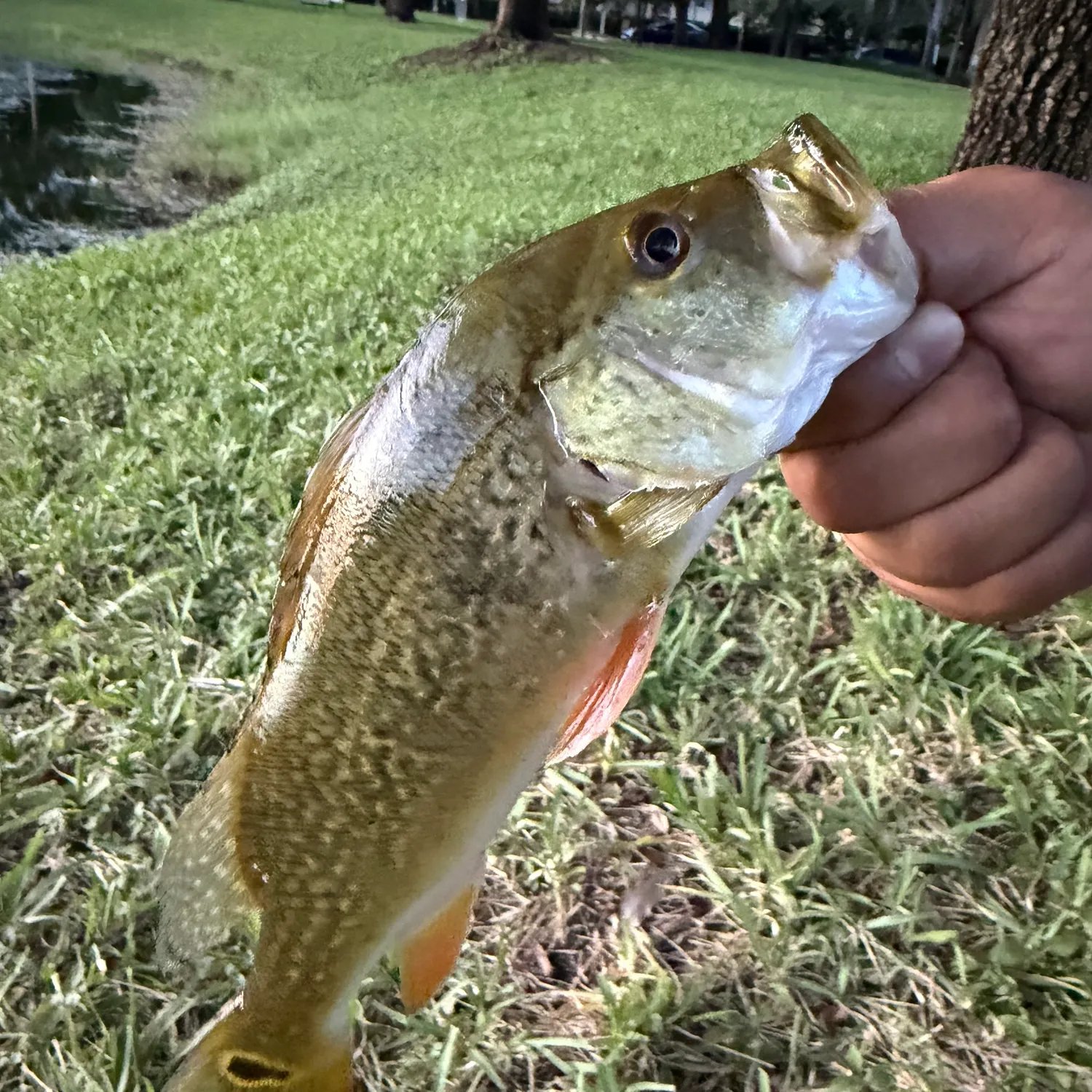 Butterfly peacock bass caught on Fishbrain