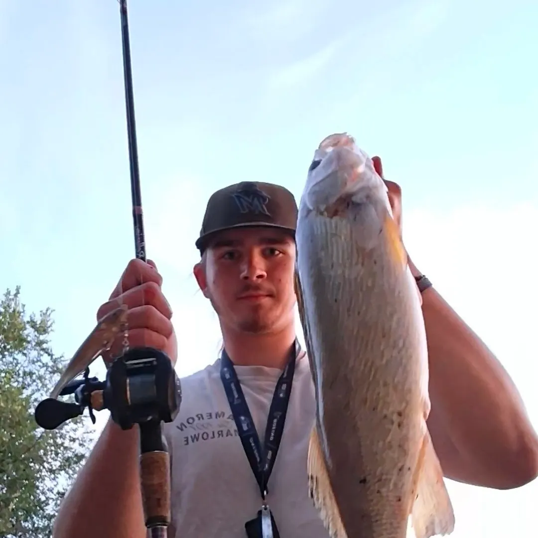 Walleye caught on Fishbrain