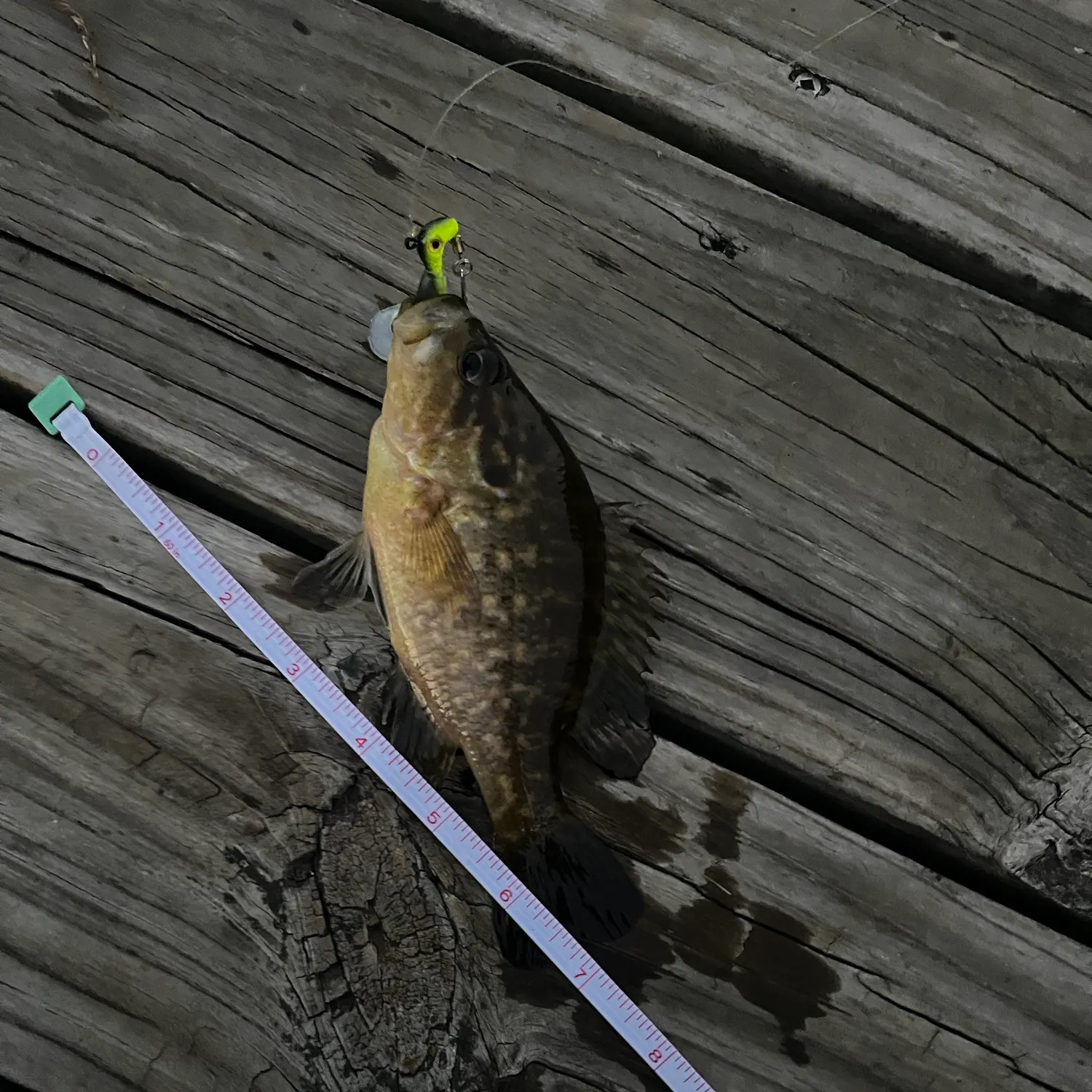 Warmouth caught on Fishbrain
