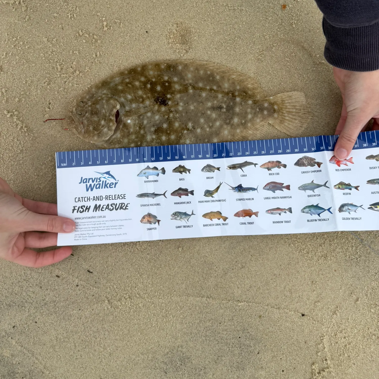 The most recent Smalltooth flounder catches on Fishbrain