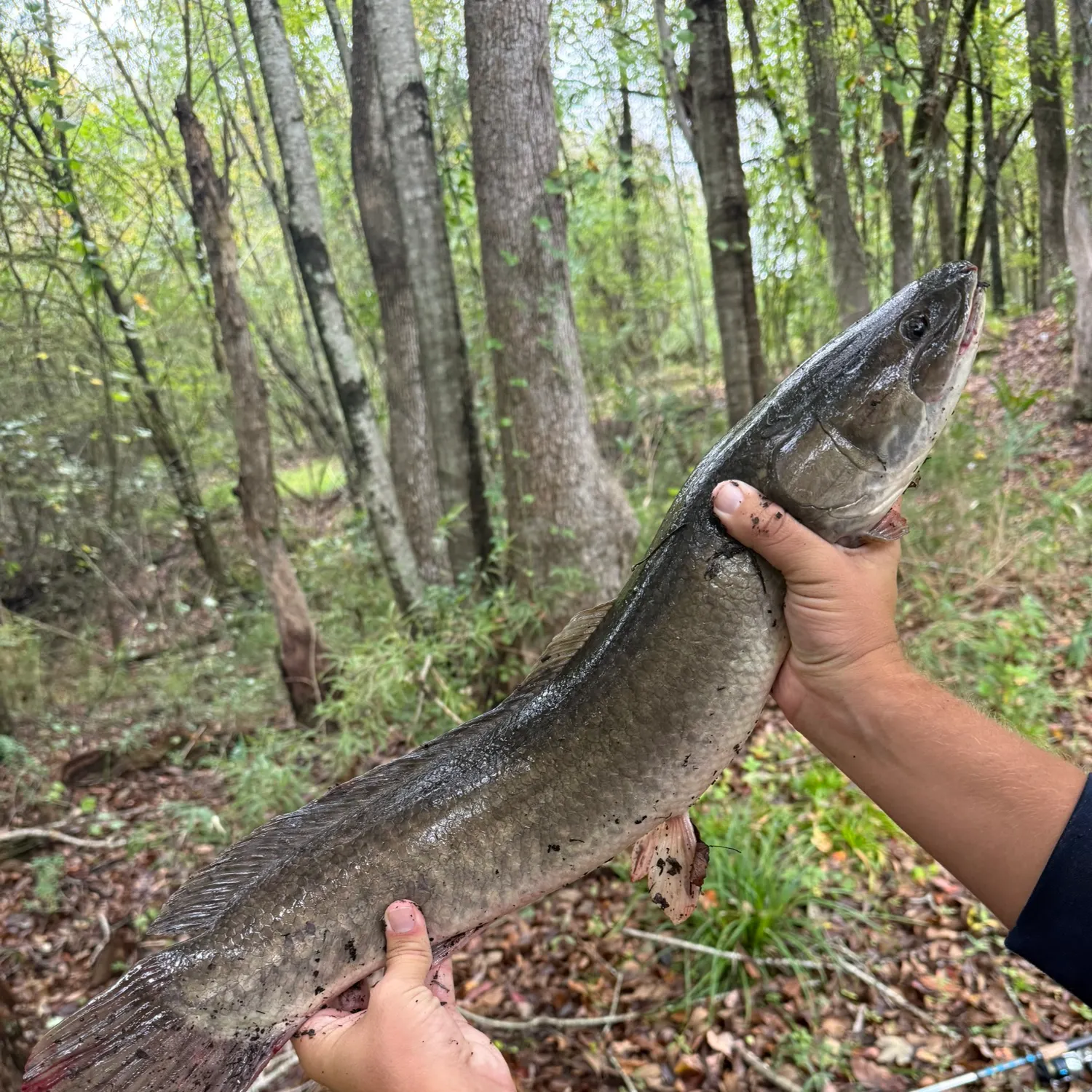 Spotted bass caught on Fishbrain