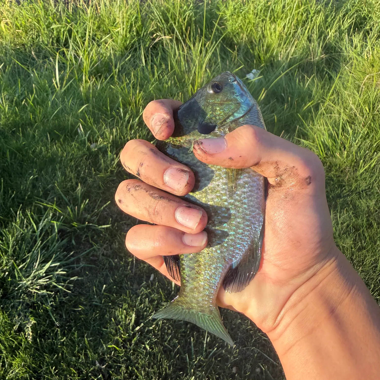 Bluegill caught on Fishbrain