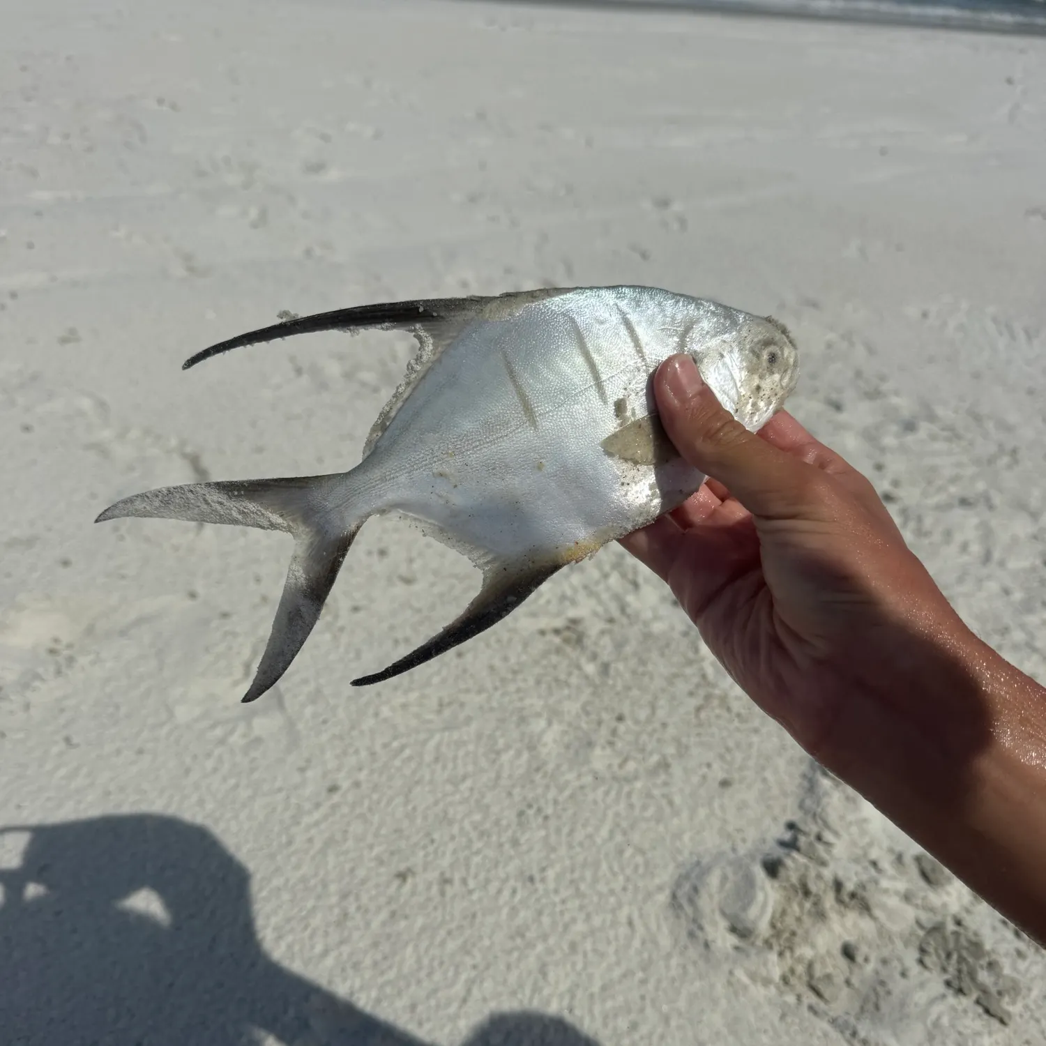 Palometa caught on Fishbrain