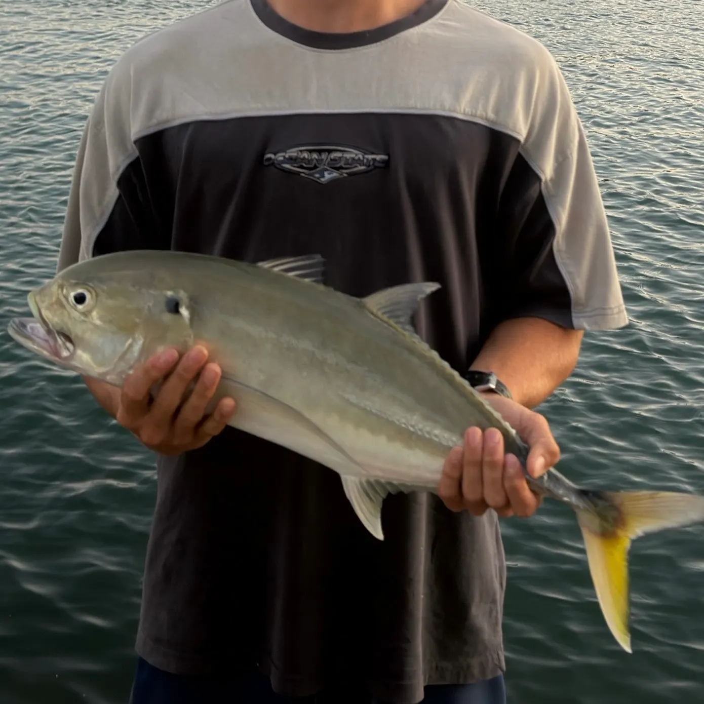 The most recent Bigeye trevally catches on Fishbrain