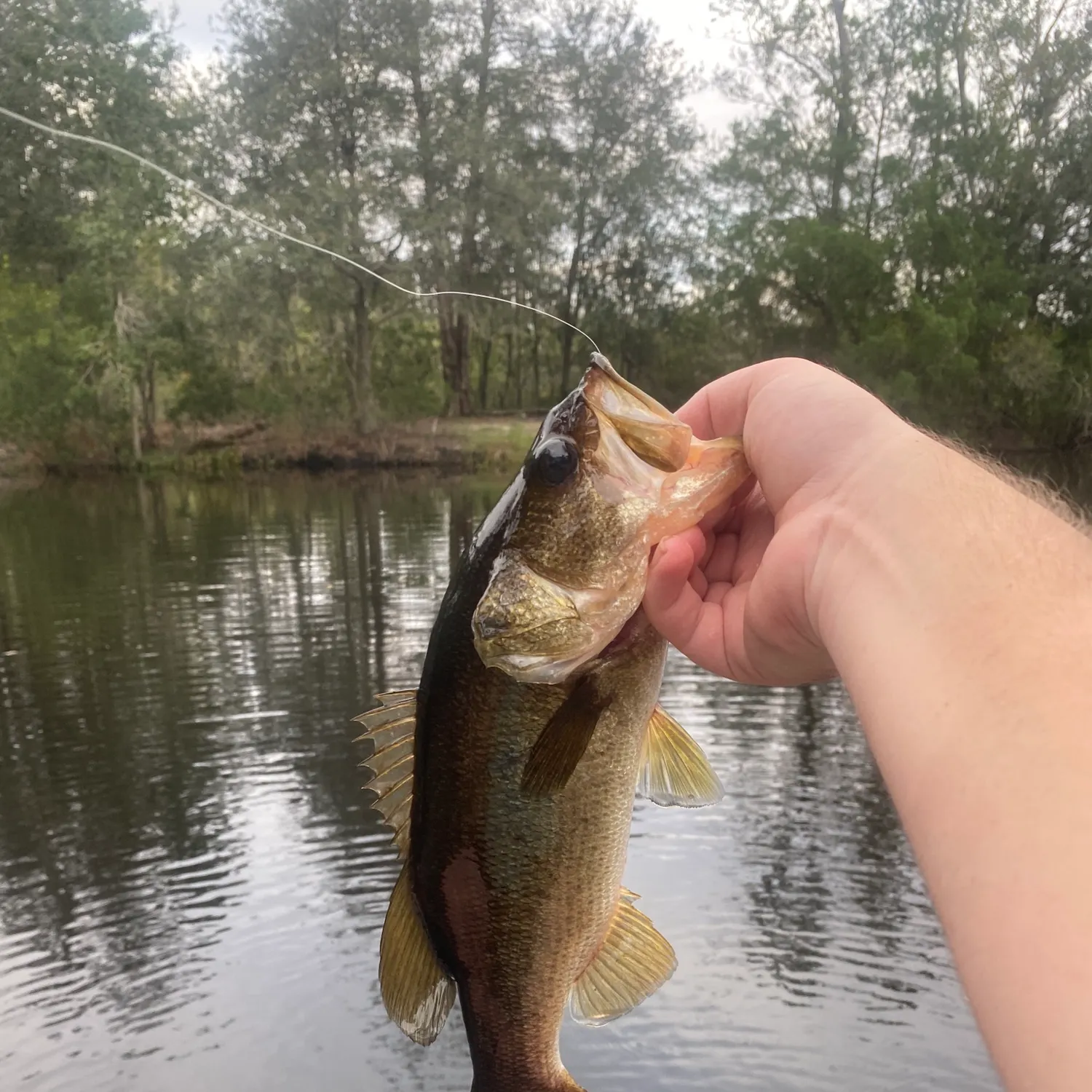 Florida bass caught on Fishbrain