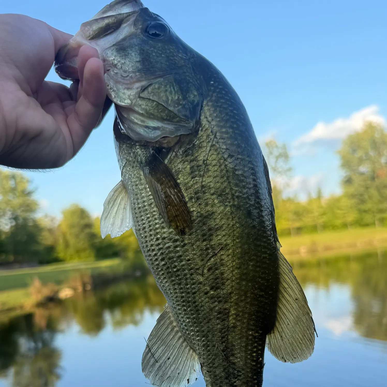 Largemouth bass caught on Fishbrain