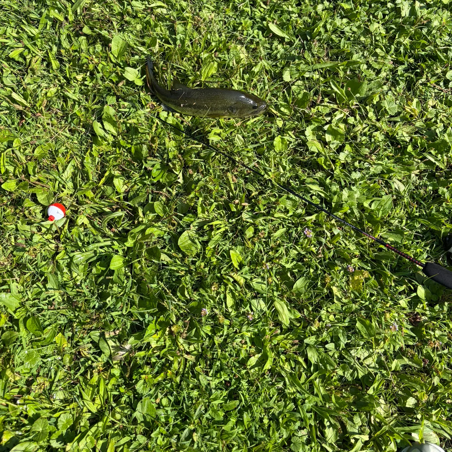 Fish caught on Fishbrain