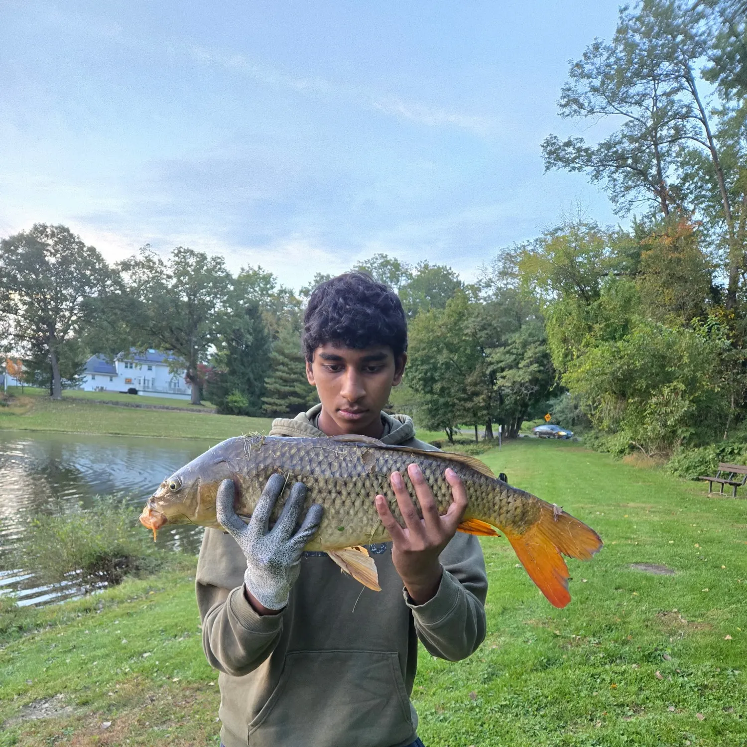 Common carp caught on Fishbrain