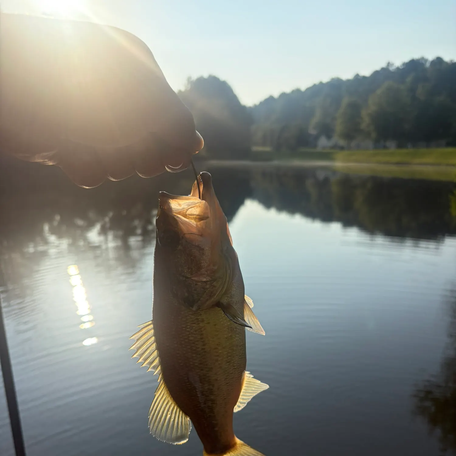 Largemouth bass caught on Fishbrain