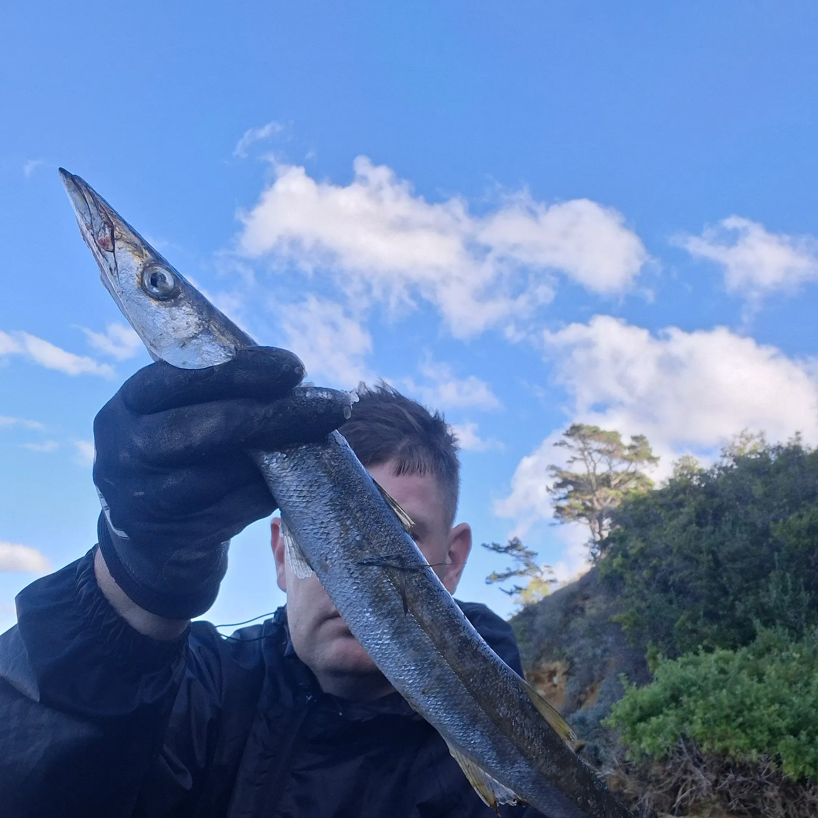 The most recent Australian barracuda catches on Fishbrain