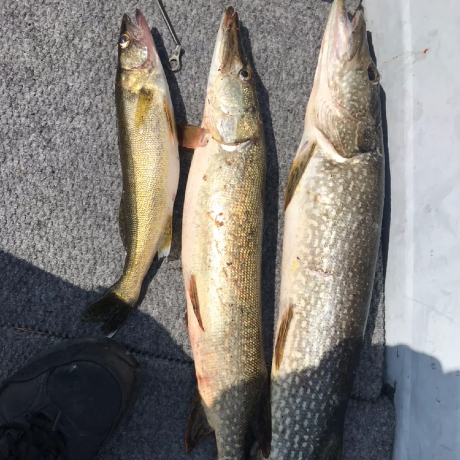 recently logged catches