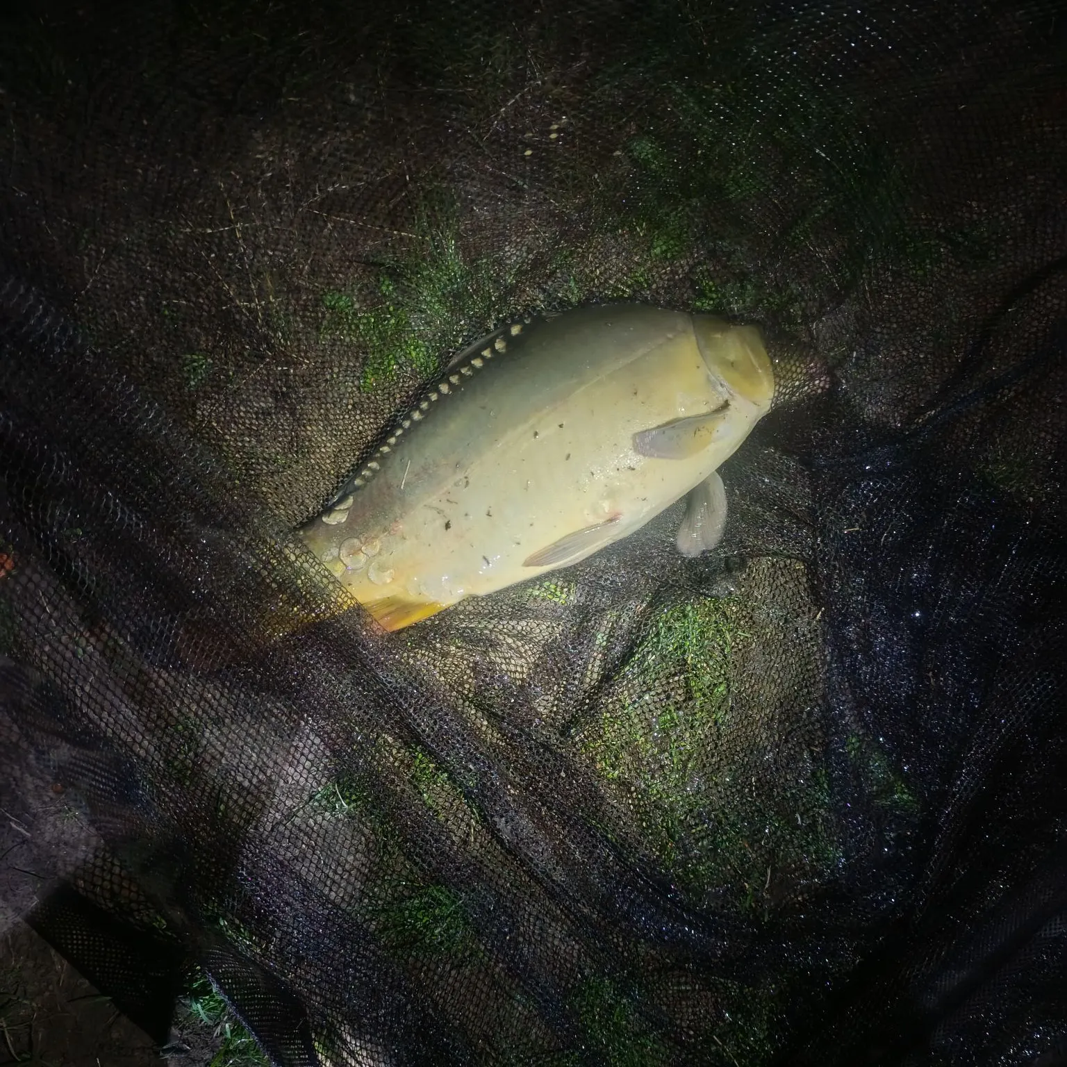 Mirror carp caught on Fishbrain