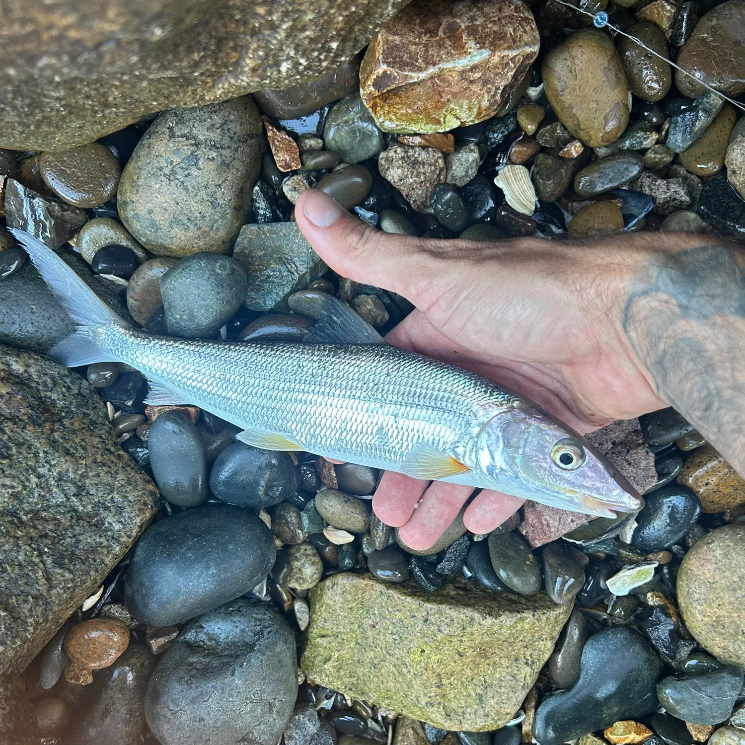 West Atlantic bonefish caught on Fishbrain