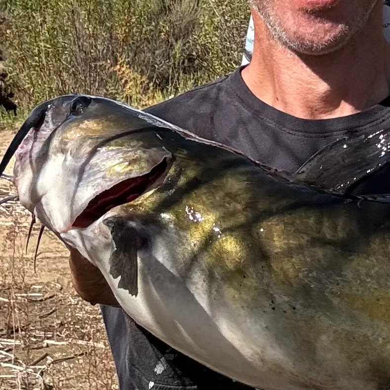 The most recent Channel catfish catches on Fishbrain