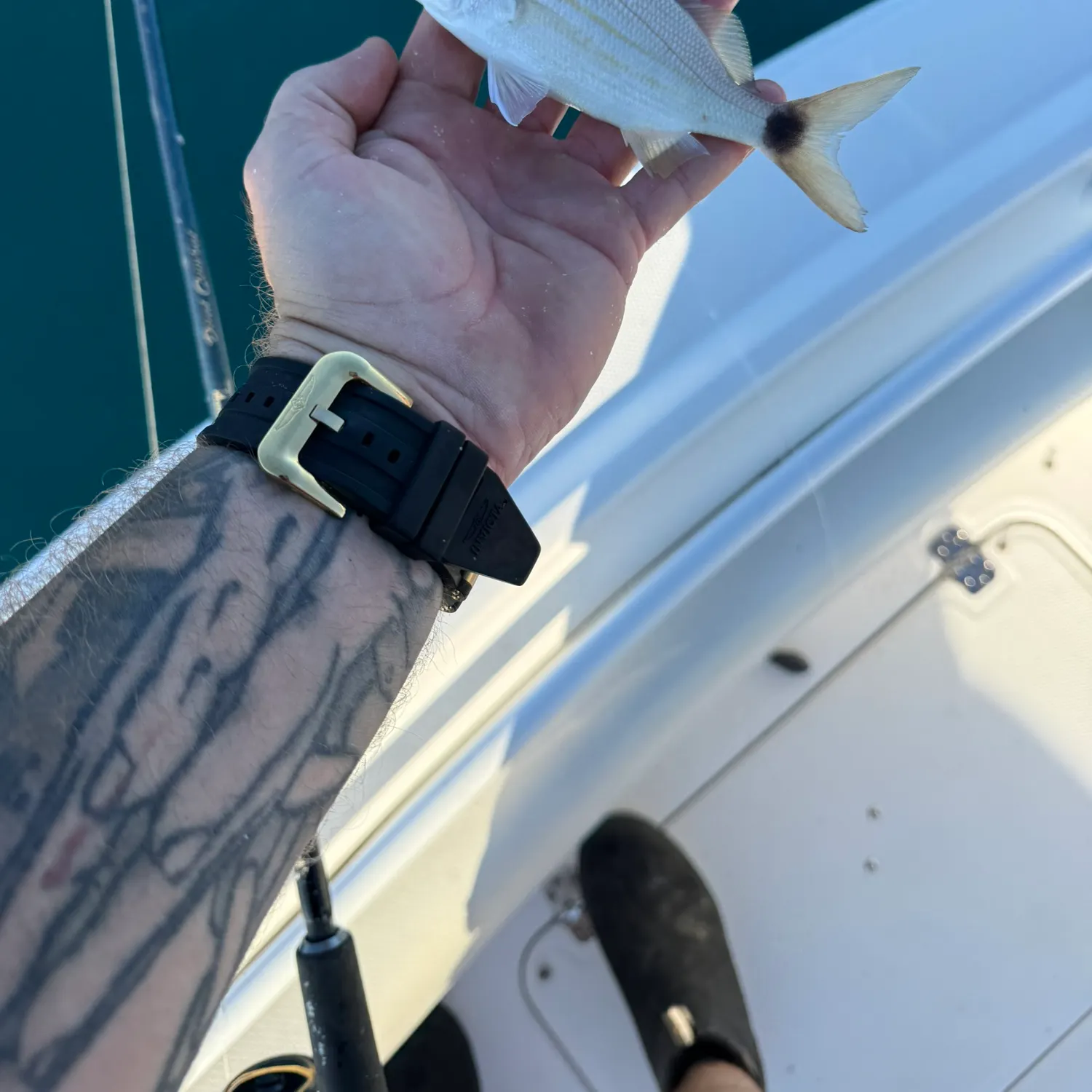 The most recent Tomtate grunt catches on Fishbrain