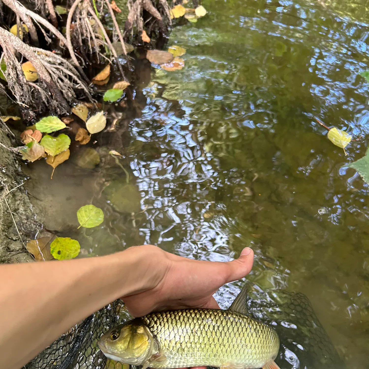 European chub caught on Fishbrain