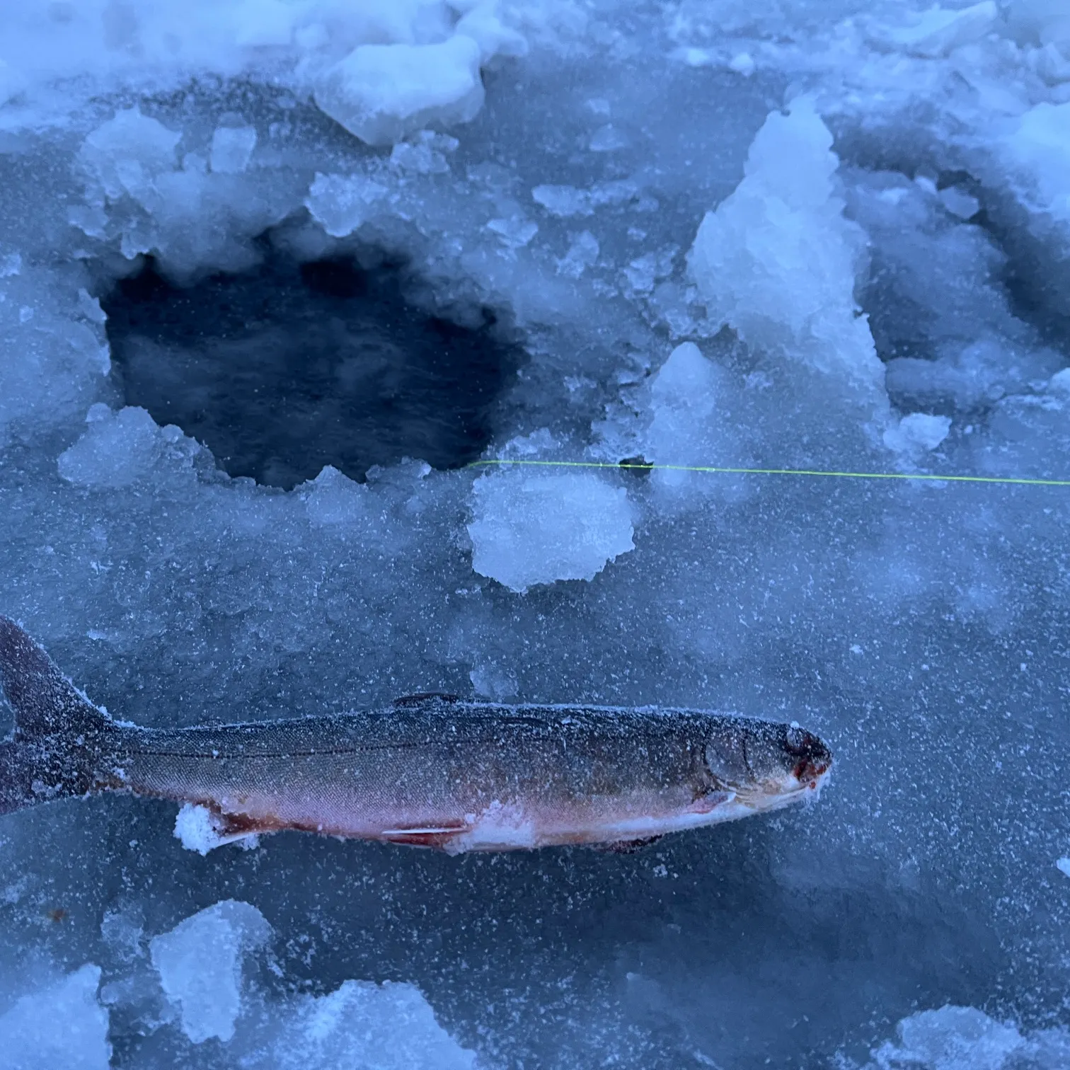 The most recent Arctic char catches on Fishbrain