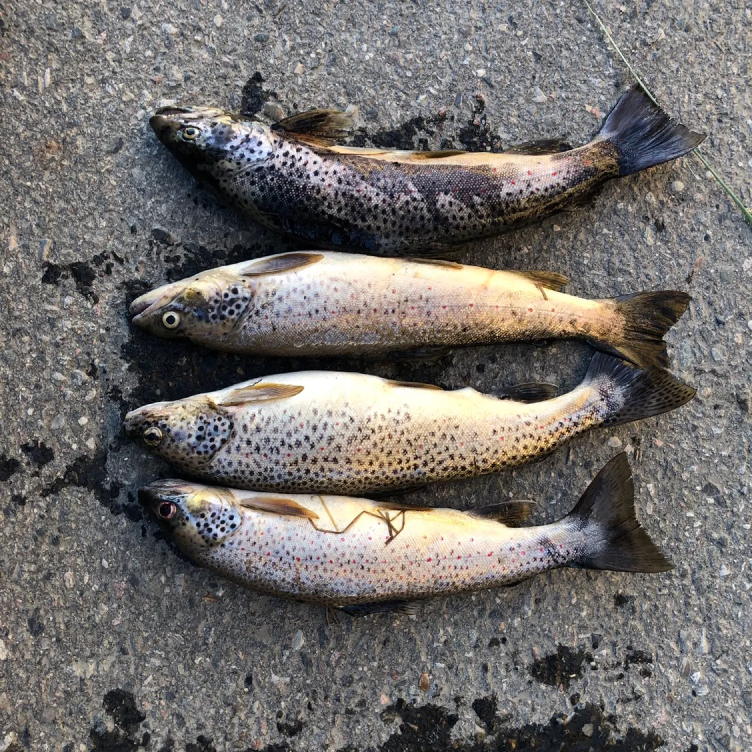 recently logged catches