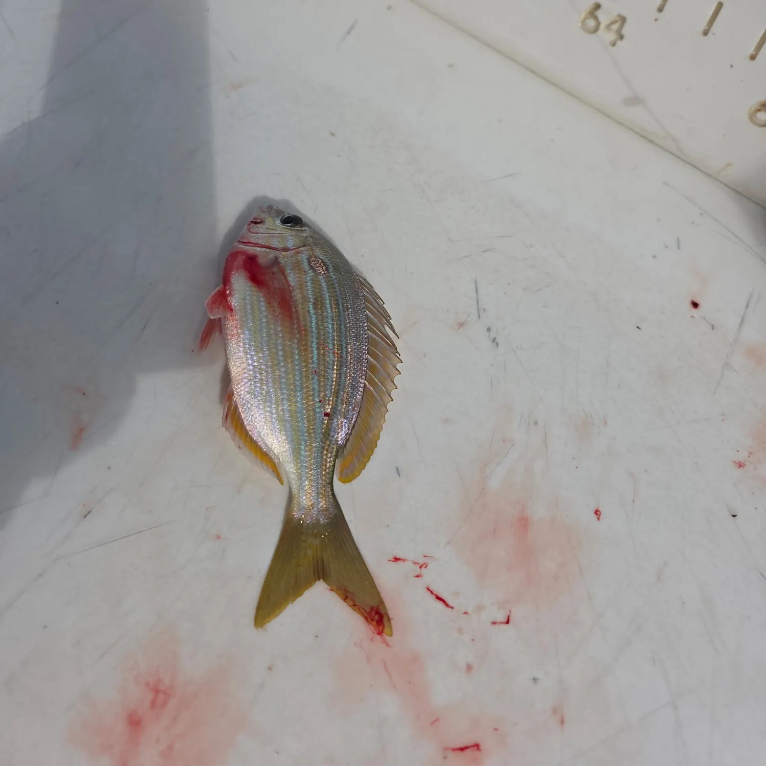 Pinfish caught on Fishbrain