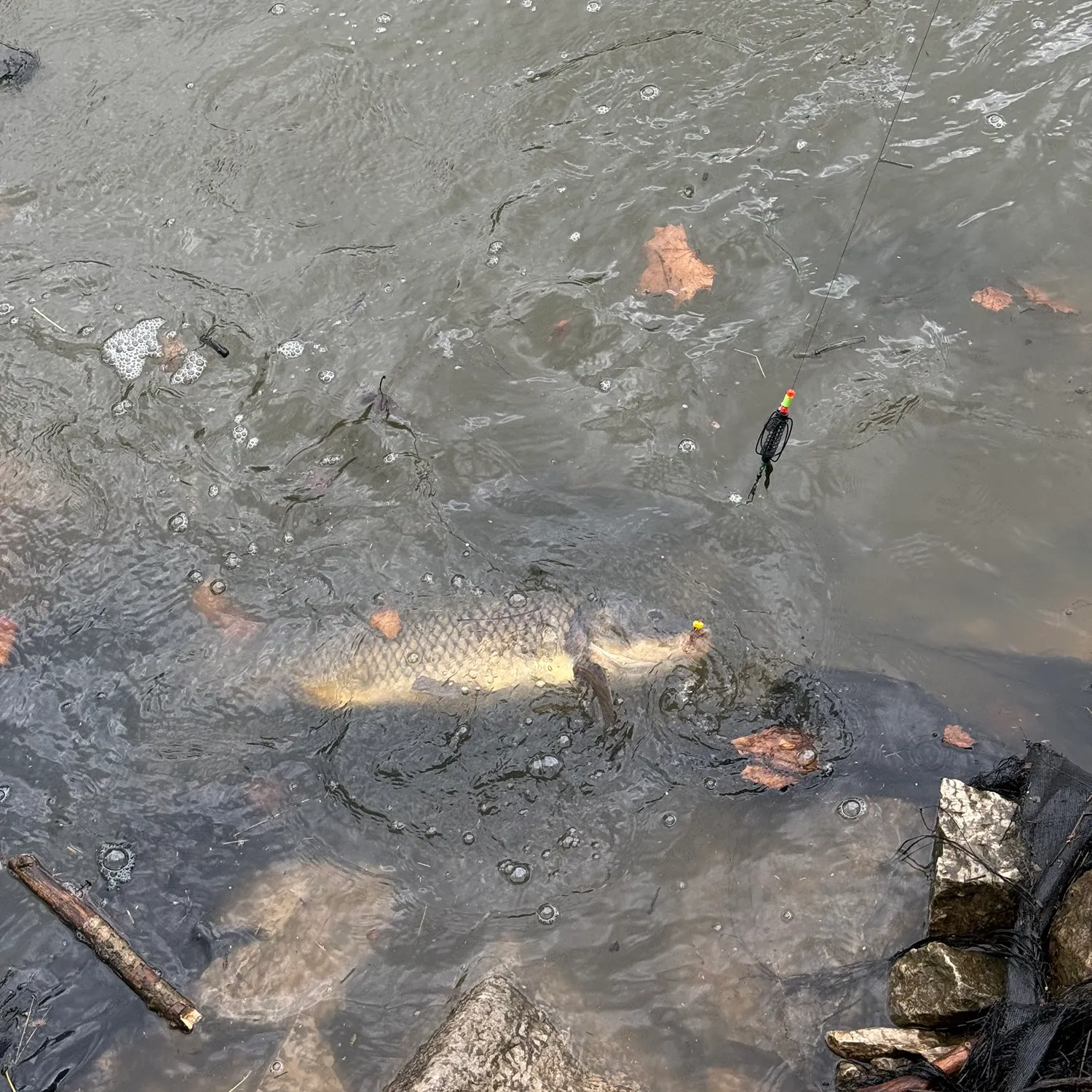 Common carp caught on Fishbrain