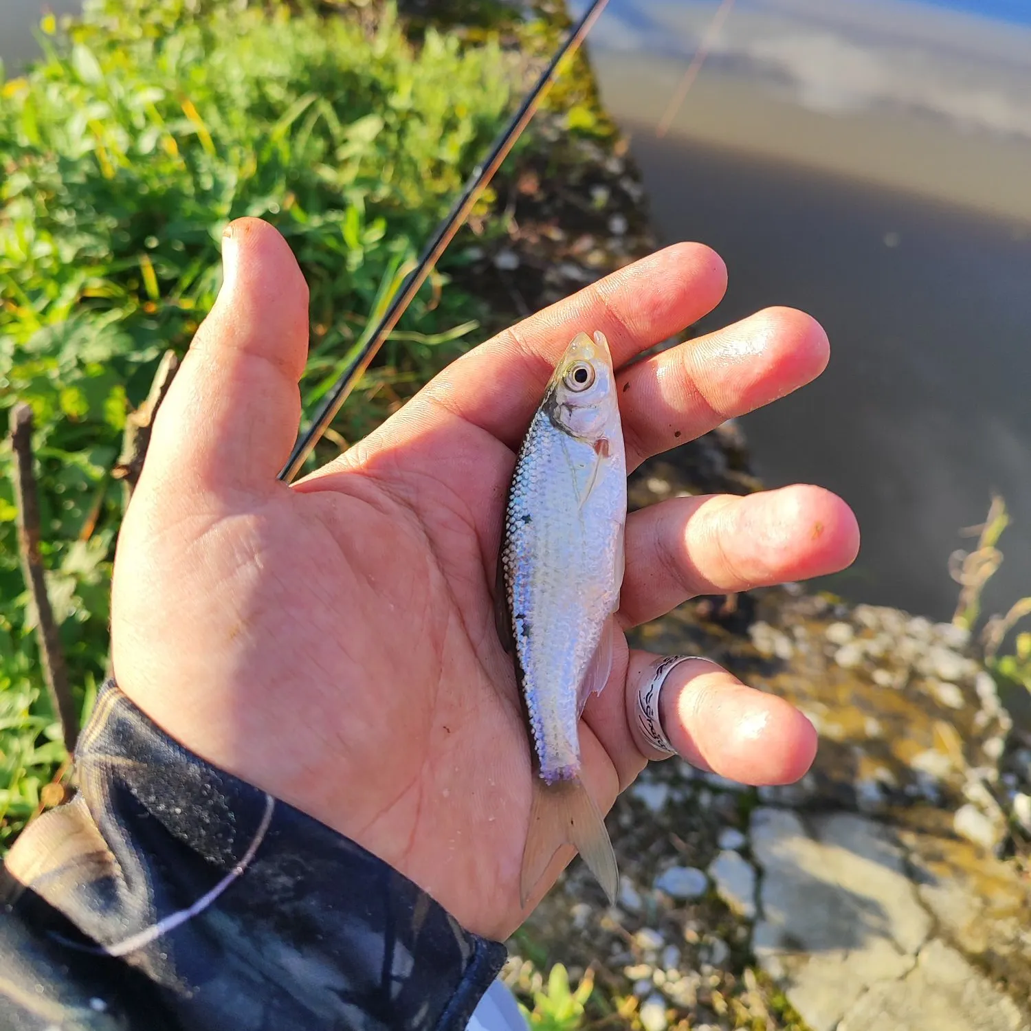 The most recent Spirinchus lanceolatus catches on Fishbrain
