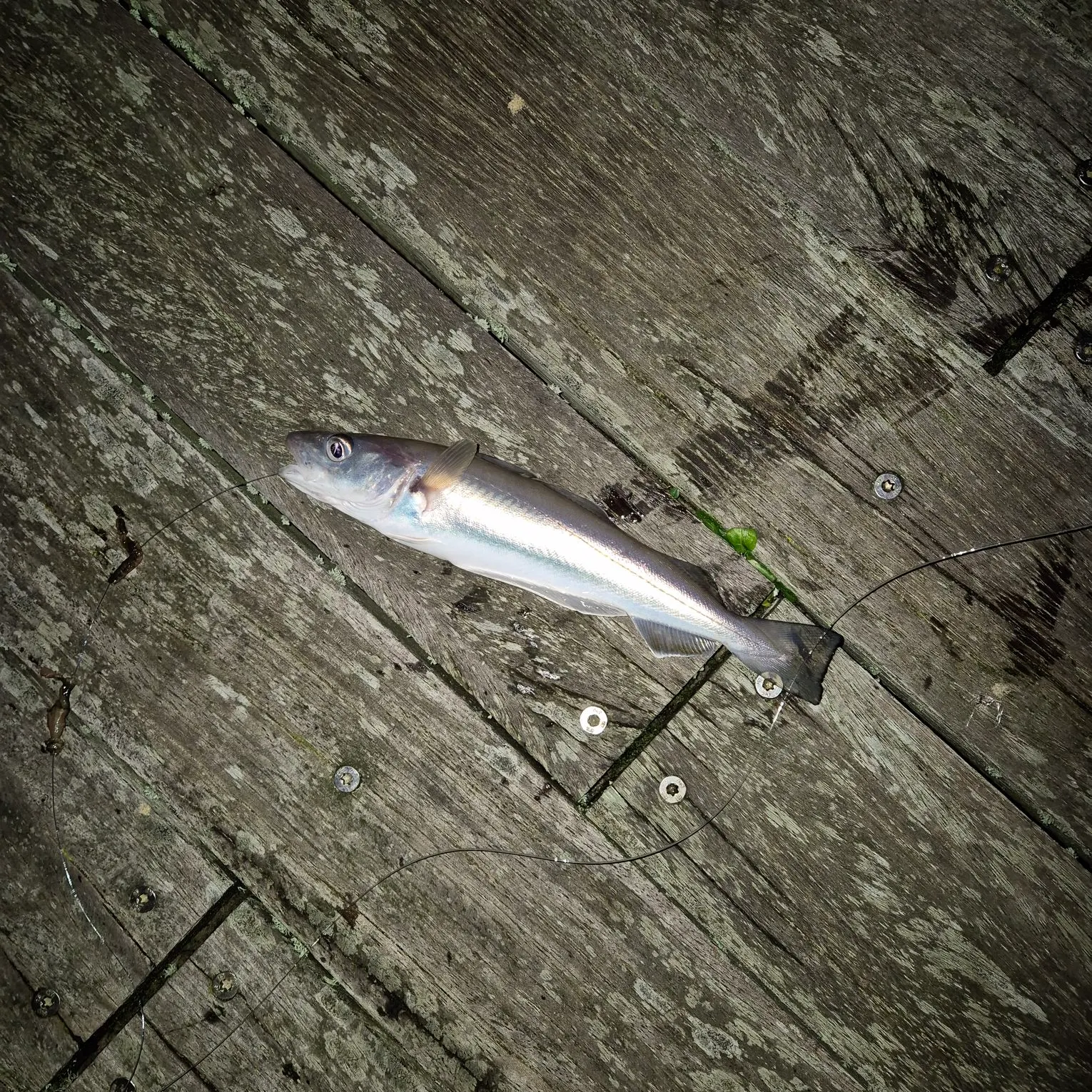 The most recent Whiting catches on Fishbrain