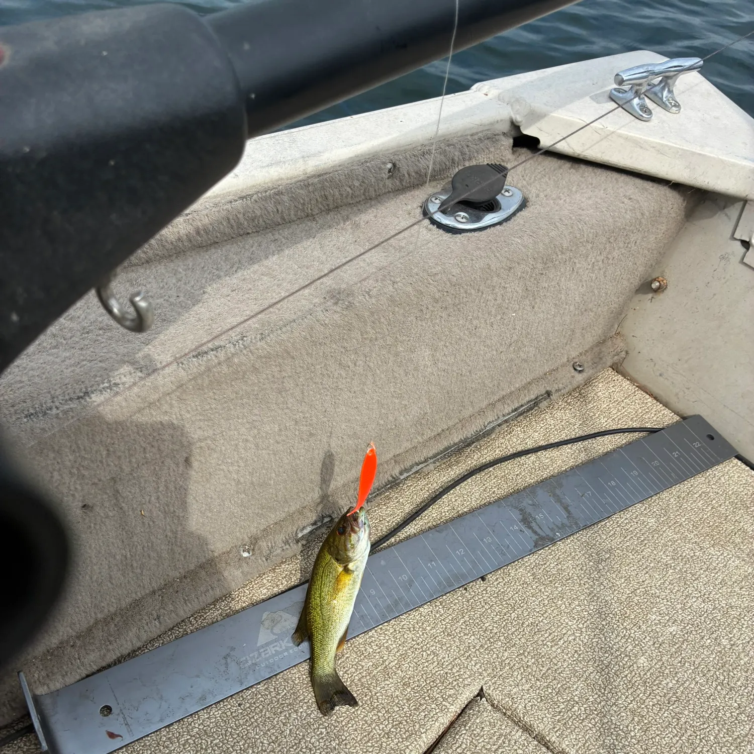 Smallmouth bass caught on Fishbrain