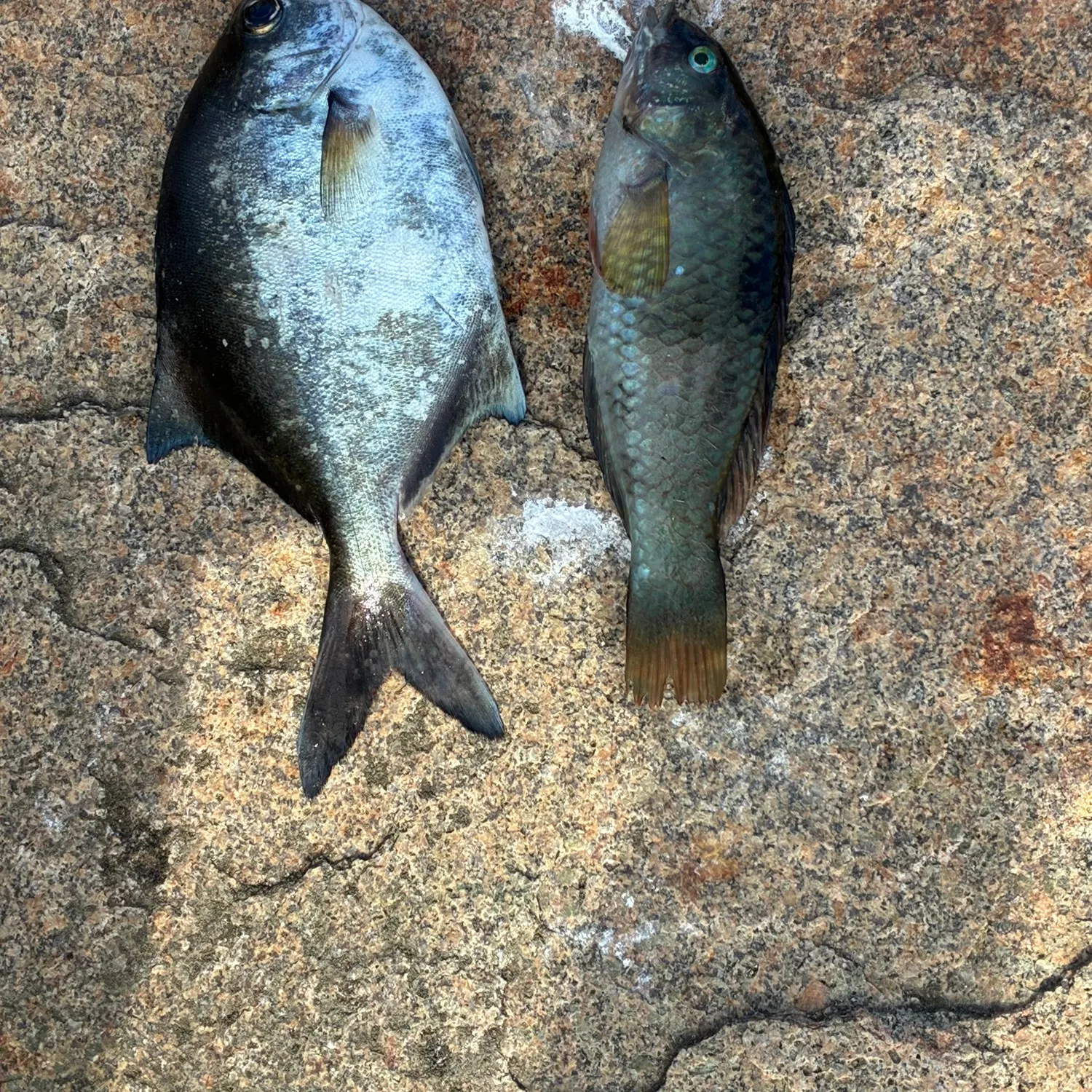 The most recent Pacific longnose parrotfish catches on Fishbrain